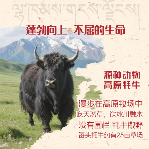 天境雪域青海祁连天境雪域牧场  牦牛奶含量≥15% 商品图3