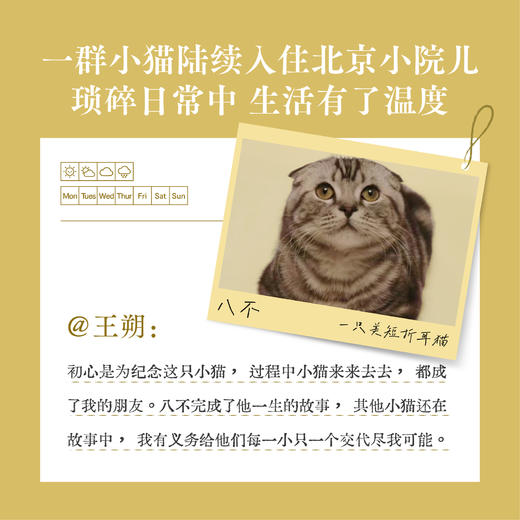 好猫八不 王朔 著 商品图1