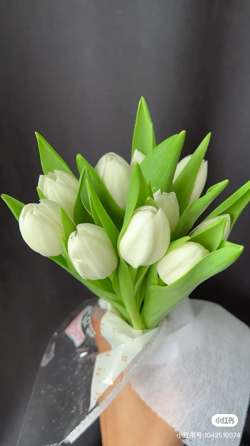 荷冠白郁金香维珍可翻瓣