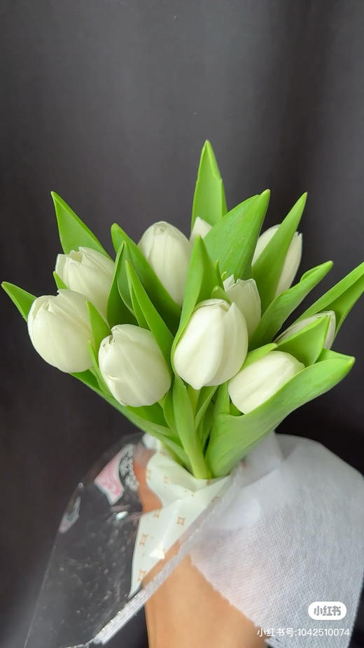 荷冠白郁金香维珍可翻瓣 商品图0