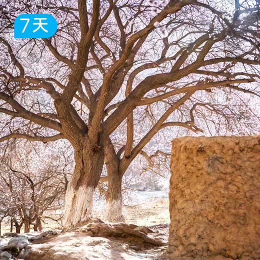 越野南疆杏花徒步 | 公格尔九别峰大同乡双露营+慕士塔格冰川徒步 7日 商品图2