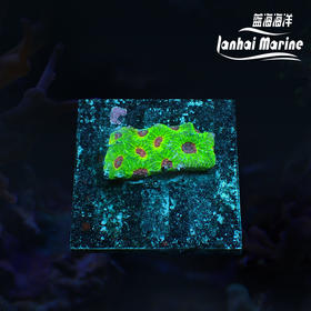 人工彩虹蜂巢脑