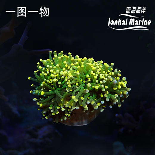 人工彩点火柴 商品图0