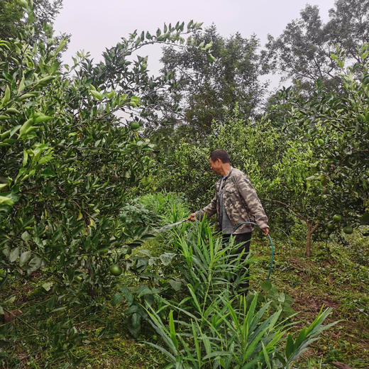 【立减30+送半斤】归心有机春见耙耙柑 | 8斤/箱 (12-25枚) 矿能农法 当季新鲜采摘 泰禾花田有机农场 顺丰陆运 四川蒲江产地直发 商品图11