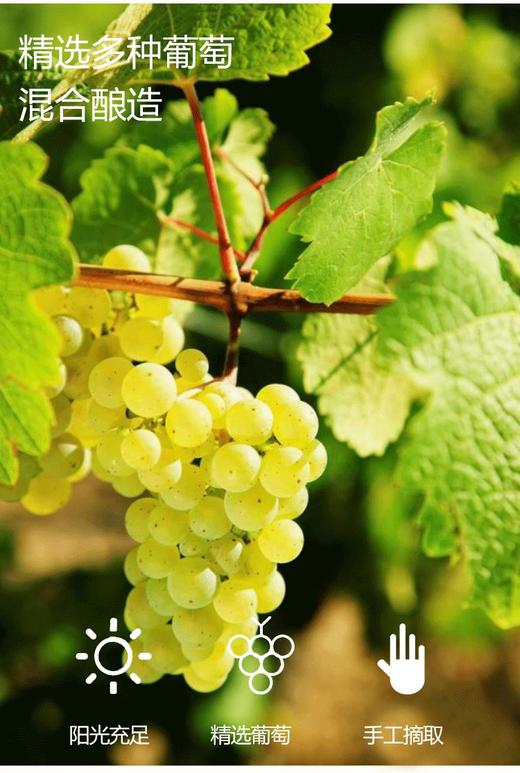 德国无醇起泡葡萄汁 原装进口 商品图3