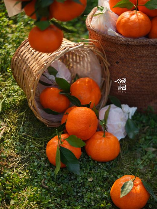 大橘甘平  8-12枚约5.5-6斤礼盒装 商品图5