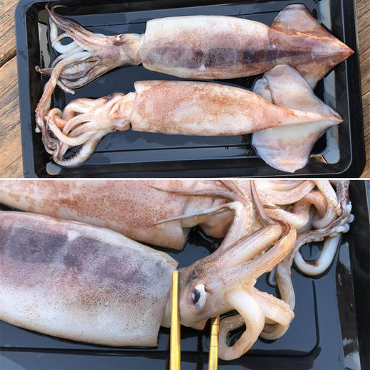 渤海火箭鱿鱼 肉厚有韧性  口感脆鲜 无冰衣无浸泡漂白 商品图2