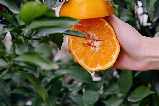 【春见耙耙柑】春节礼盒 -HN 商品图1