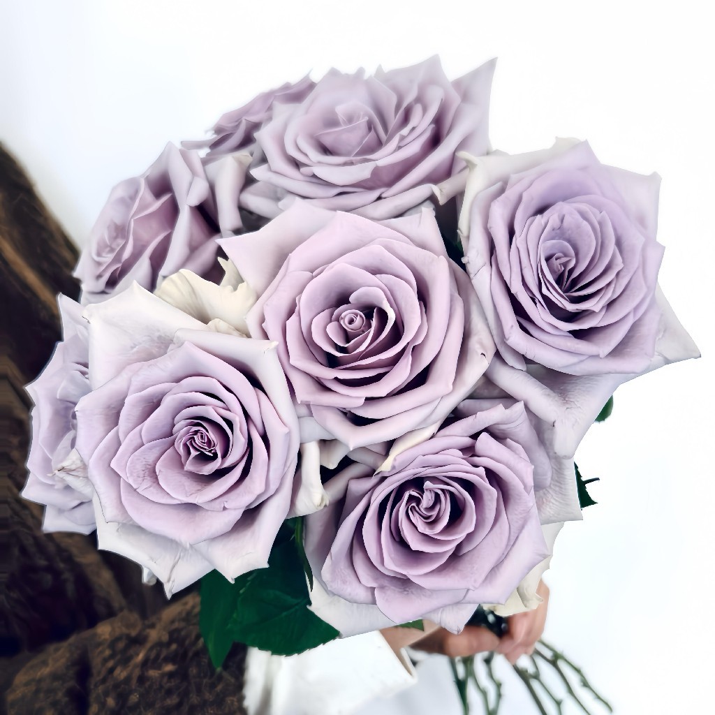 【AB级惊艳蓝玫瑰.第二份减10元】10支/份 长约60-65cm