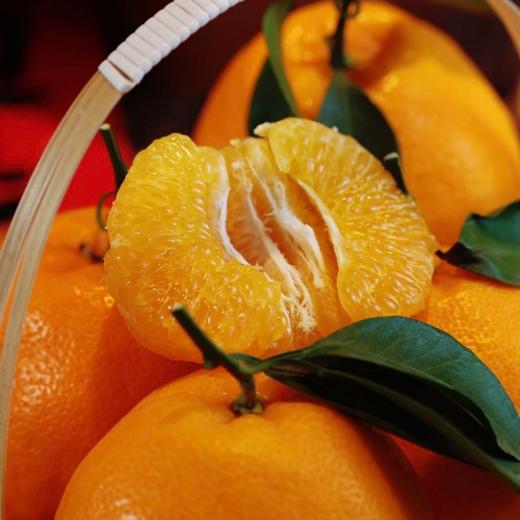 正宗眉山自然熟春见耙耙柑  果大皮薄肉质脆嫩 商品图3