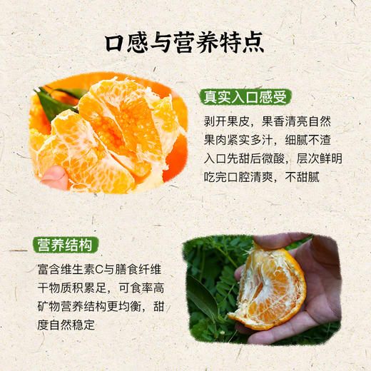 【立减30+送半斤】归心有机春见耙耙柑 | 8斤/箱 (12-25枚) 矿能农法 当季新鲜采摘 泰禾花田有机农场 顺丰陆运 四川蒲江产地直发 商品图2