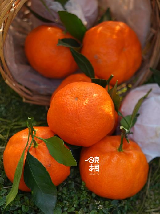 大橘甘平  8-12枚约5.5-6斤礼盒装 商品图9