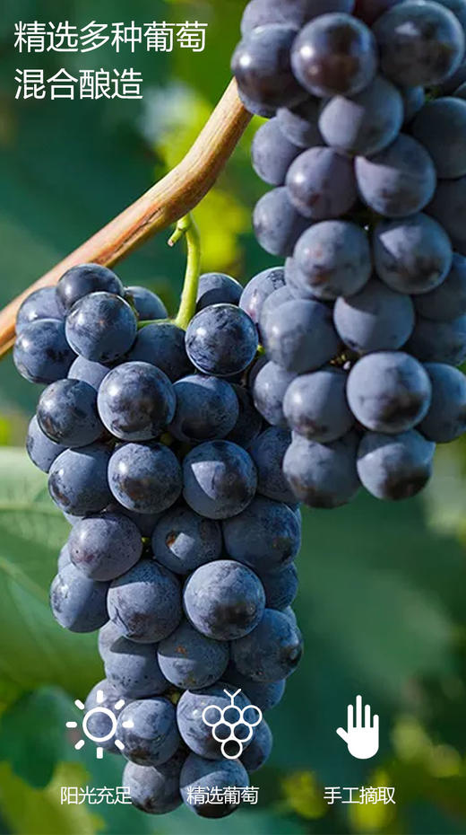 德国无醇起泡葡萄汁 原装进口 商品图2