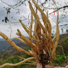 云南太子参（成都仓库-顺丰快递）| 100g/袋，来自云南永仁，采集者：康丽（合作生产，公平贸易） 商品缩略图3