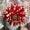 配花 | 大丽花X元素 商品缩略图0