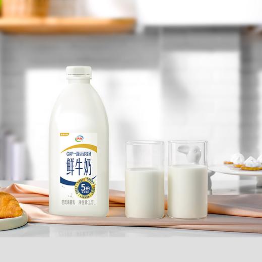 伊利1.5L巴氏杀菌鲜牛奶 商品图3