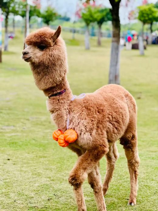 春节可用【黔韵新春.田园非遗文化节】仅399起住黄龙溪欢乐田园野趣酒··店，树屋木屋随心选，送早餐+双人门票，邂逅萌宠，探秘亲子童话世界！ 商品图5