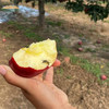 （直降10元）护山花牛苹果·坚持品质第11年·捍卫每一颗树熟的健康果‼️树上完熟/不拉长0农残 商品缩略图6