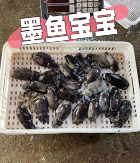 &本港小墨鱼，墨鱼宝宝！🦑一盒2-3个❗肉质嫩而肥厚，圆滚滚，肥嘟嘟👍【活冻】