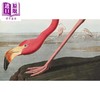 【中商原版】Birds: The Goldfinch Birds Art and Us 进口艺术 鸟类：金翅雀 鸟类 艺术与我们 商品缩略图3