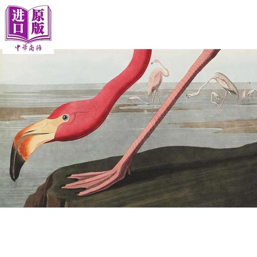 【中商原版】Birds: The Goldfinch Birds Art and Us 进口艺术 鸟类：金翅雀 鸟类 艺术与我们 商品图3