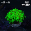 人工荧光绿蛙卵 商品缩略图0