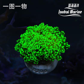 人工荧光绿蛙卵