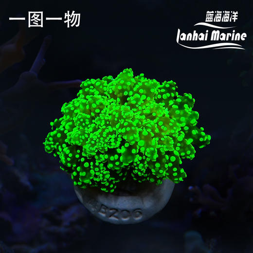 人工荧光绿蛙卵 商品图0