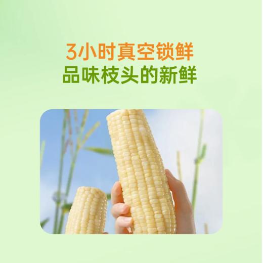 吾谷怡人低GI甜糯玉米220g*8 商品图1