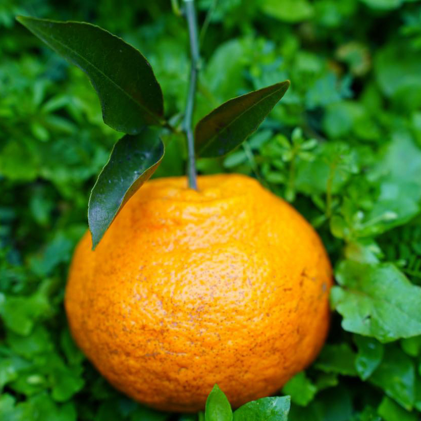 【立减30+送半斤】归心有机春见耙耙柑 | 8斤/箱 (12-25枚) 矿能农法 当季新鲜采摘 泰禾花田有机农场 顺丰陆运 四川蒲江产地直发