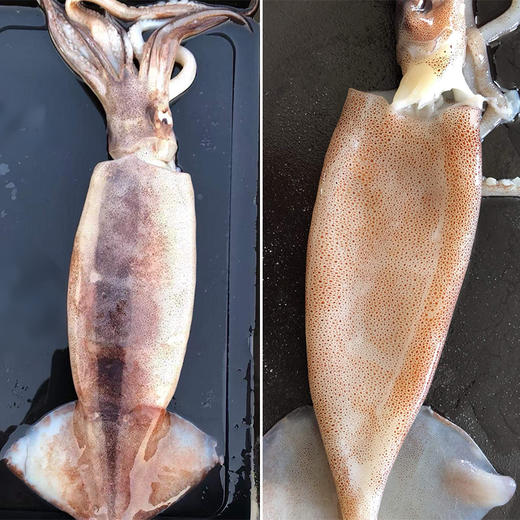 渤海火箭鱿鱼 肉厚有韧性  口感脆鲜 无冰衣无浸泡漂白 商品图4