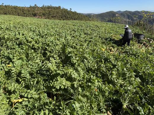 南华萝卜 商品图1