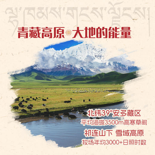 天境雪域青海祁连天境雪域牧场  牦牛奶含量≥15% 商品图2