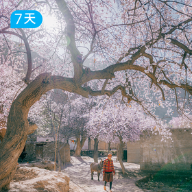 越野南疆杏花徒步 | 公格尔九别峰大同乡双露营+慕士塔格冰川徒步 7日