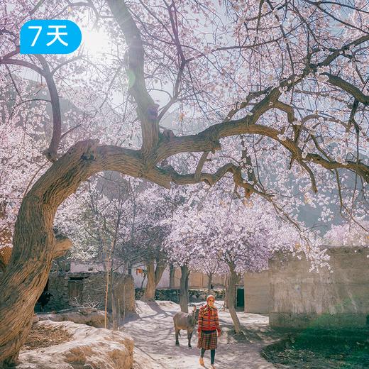 越野南疆杏花徒步 | 公格尔九别峰大同乡双露营+慕士塔格冰川徒步 7日 商品图0