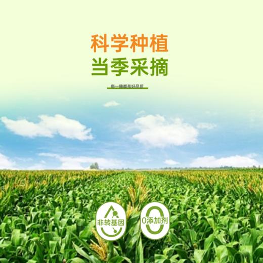 吾谷怡人低GI甜糯玉米220g*8 商品图4