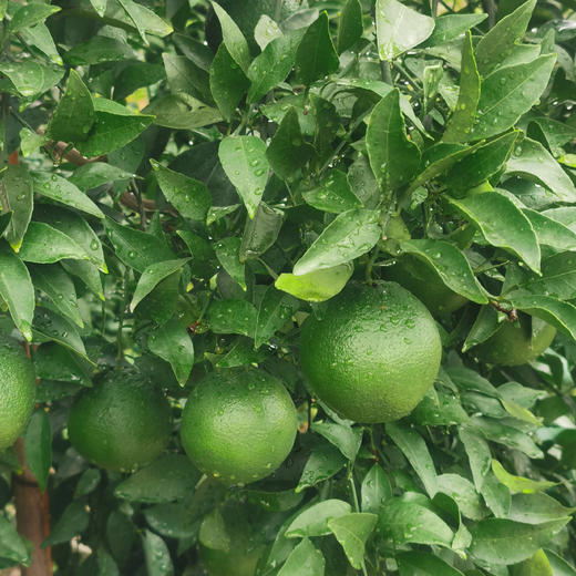 【立减30+送半斤】归心有机春见耙耙柑 | 8斤/箱 (12-25枚) 矿能农法 当季新鲜采摘 泰禾花田有机农场 顺丰陆运 四川蒲江产地直发 商品图5