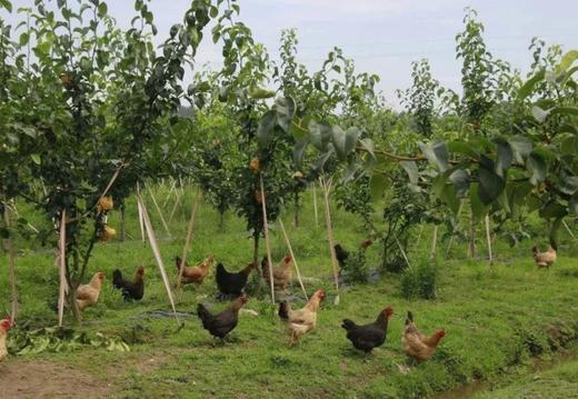 【非遗工艺 配料干净 鲜香过瘾】熏世家果木香熏鸡4只/礼盒装（20余种香料7小时炖煮 ） 商品图1