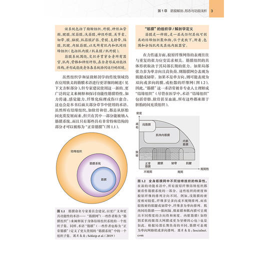 运动筋膜学 第2二版 关玲 运动健身教练瑜伽舞蹈手法治疗师筋膜结构功能解剖学 筋膜拉伸训练关节 人民卫生出版社9787117386944 商品图4