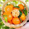 【美味砂糖橘❗️新鲜采摘爽口多汁】广西砂糖橘新鲜水果当季蜜桔金秋沙糖桔橘子多规格可选。jc 商品缩略图1