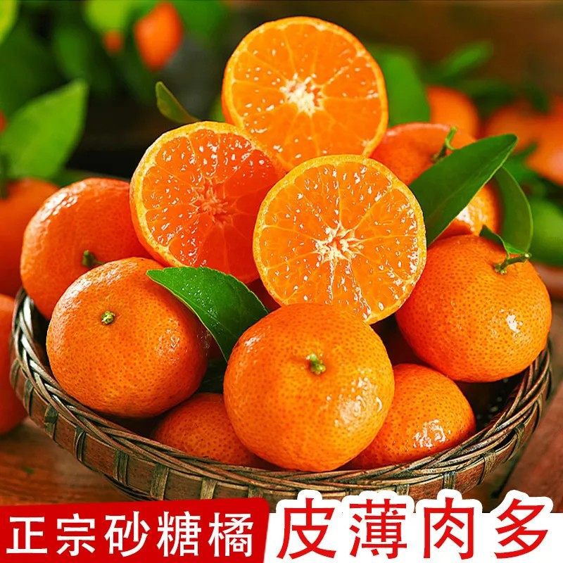 【美味砂糖橘❗️新鲜采摘爽口多汁】广西砂糖橘新鲜水果当季蜜桔金秋沙糖桔橘子多规格可选。jc