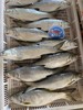 本港午鱼🐠闽南第一嫩鱼😋千层糕似肉质，入口即化，鲜嫩无比👍👍活冻 商品缩略图1