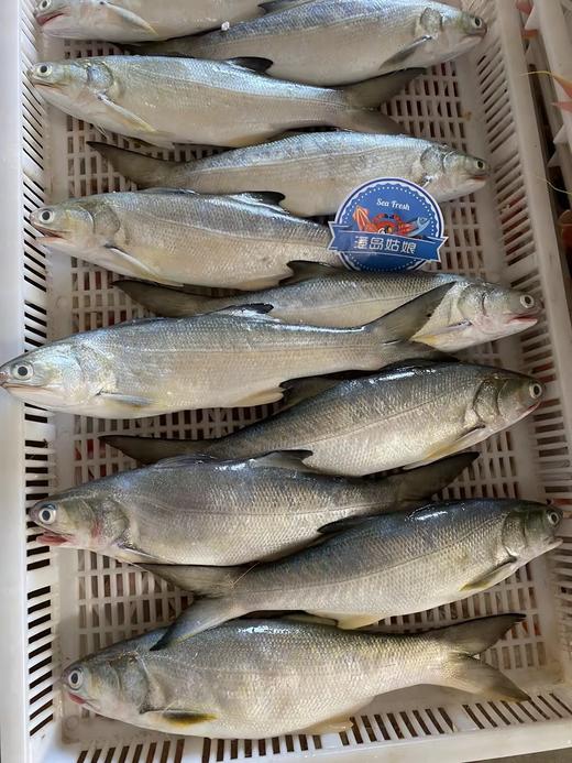 本港午鱼🐠闽南第一嫩鱼😋千层糕似肉质，入口即化，鲜嫩无比👍👍活冻 商品图1