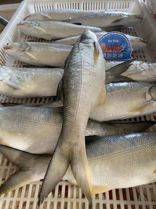 本港午鱼🐠闽南第一嫩鱼😋千层糕似肉质，入口即化，鲜嫩无比👍👍活冻 商品图8