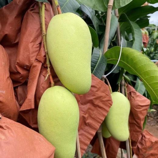 【海南金煌芒】果核薄如纸、纯甜不酸超解馋！ 商品图4