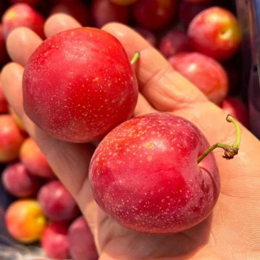 智利 樱桃李 5勾大果 商品图2