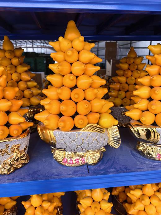 五代果五代同堂五代果含花盆 商品图4