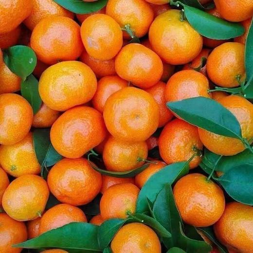【美味砂糖橘❗️新鲜采摘爽口多汁】广西砂糖橘新鲜水果当季蜜桔金秋沙糖桔橘子多规格可选。jc 商品图2