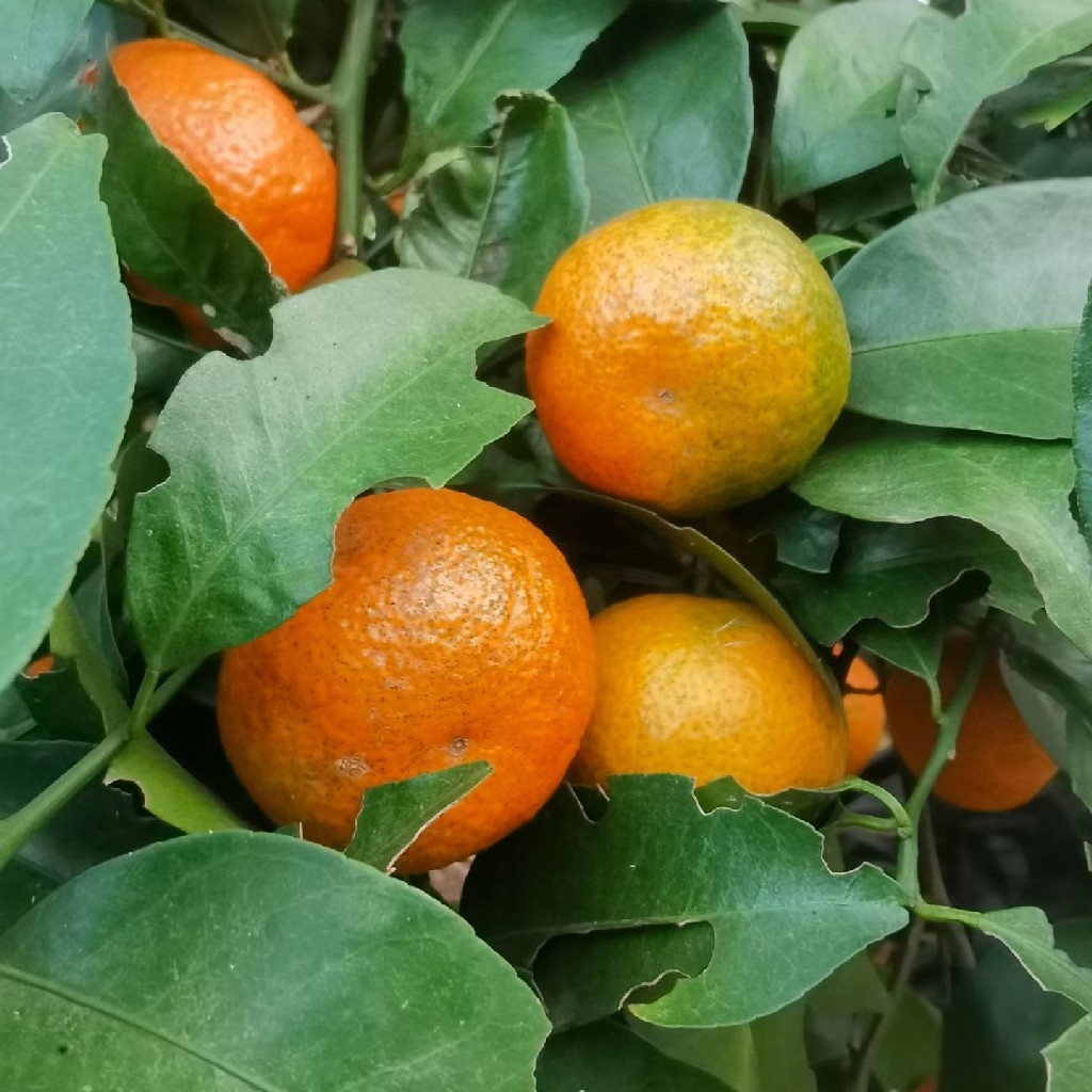 桂林生态砂糖橘&生态沃柑