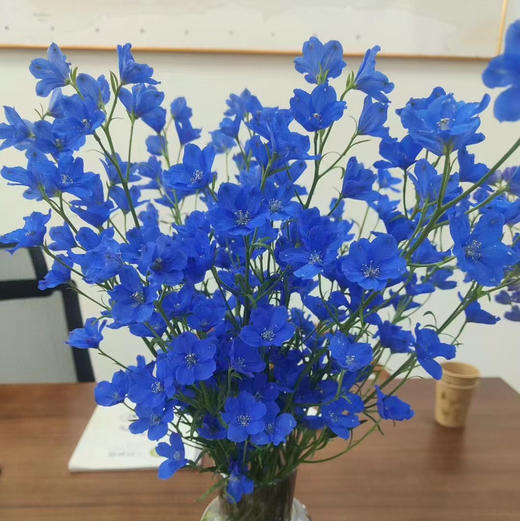 小飞燕.蓝色普雷斯顿 商品图0